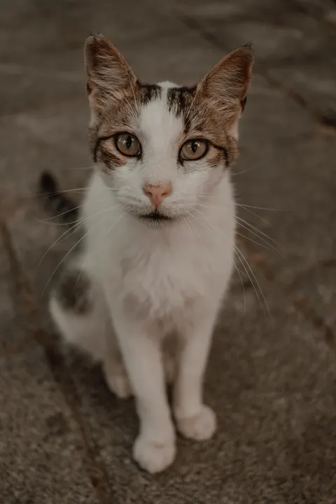 Cute Cat Phone Wallpaper · pets · 1440×2160