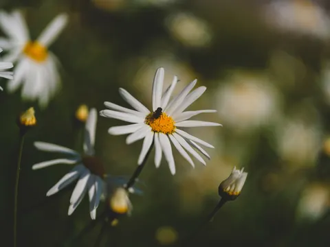 Wallpaper Ladang Bunga Aster 4K · flowers · 3840×2880