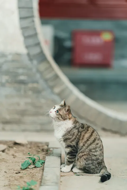 Cute Cat Phone Wallpaper · pets · 1440×2160