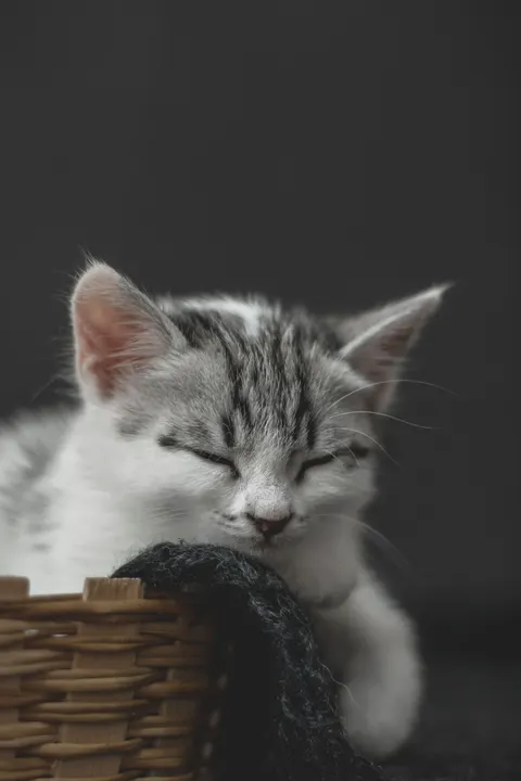 Cute Cat Phone Wallpaper · pets · 1440×2160