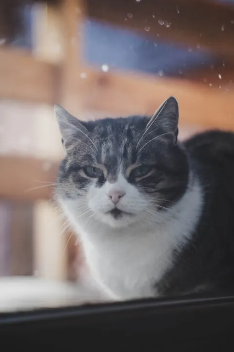 Cute Cat Phone Wallpaper · pets · 1440×2160