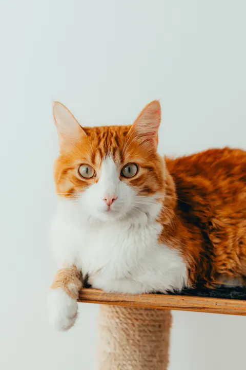 Gatto Tenero Sfondo per Telefono · pets · 1440×2160
