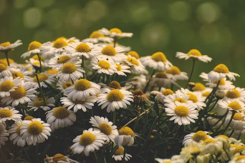 Madeliefjesveld 4K-achtergrond · flowers · 3840×2563