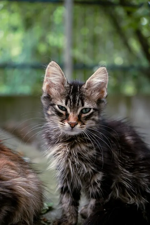 Kucing Lucu Wallpaper HP · pets · 1440×2160