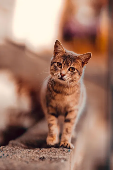 Cute Cat Phone Wallpaper · pets · 1440×2159