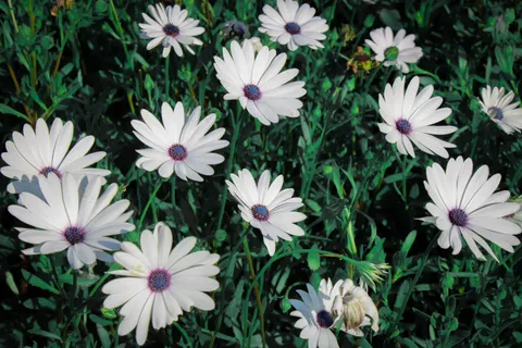 डेज़ी का खेत 4K वॉलपेपर · flowers · 3840×2560