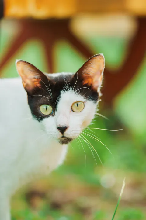 Cute Cat Phone Wallpaper · pets · 1440×2160