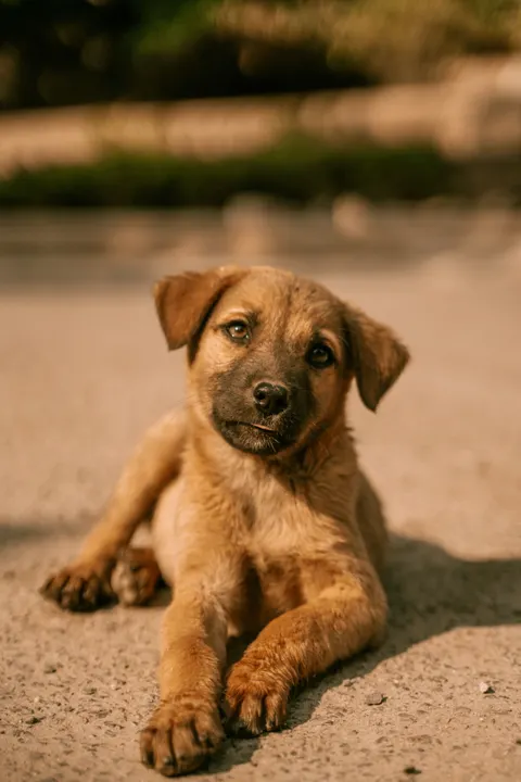 Fond d'écran mobile Chiot · pets · 1440×2160