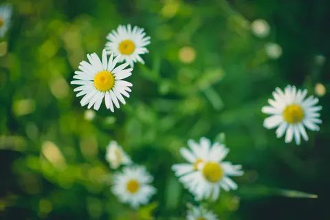 데이지 밭 4K 배경화면 · flowers · 3840×2563