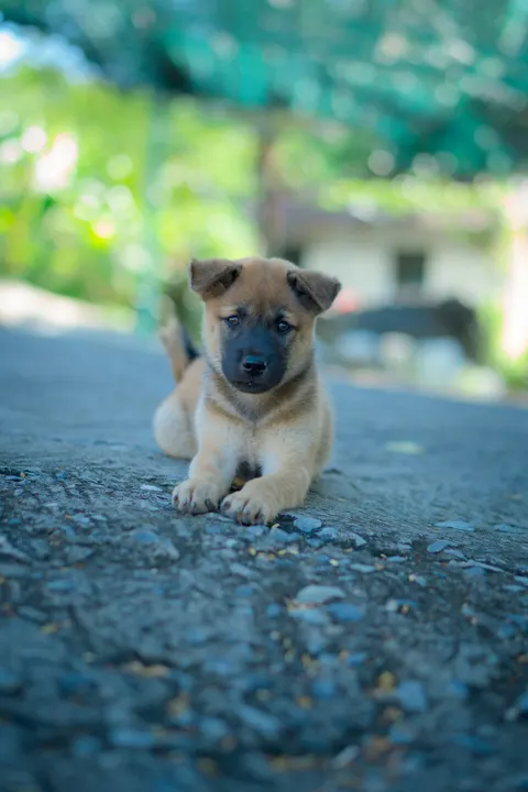 Puppy Phone Wallpaper · pets · 1440×2160