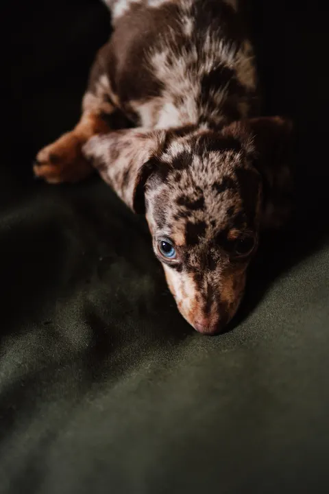 Puppy Phone Wallpaper · pets · 1440×2160