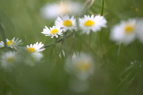 Papatya Tarlası 4K Duvar Kağıdı · flowers · 3840×2560