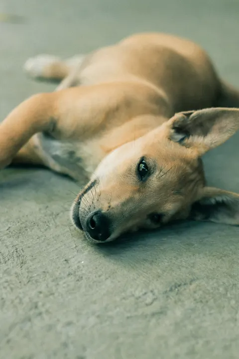 Puppy Phone Wallpaper · pets · 1440×2160