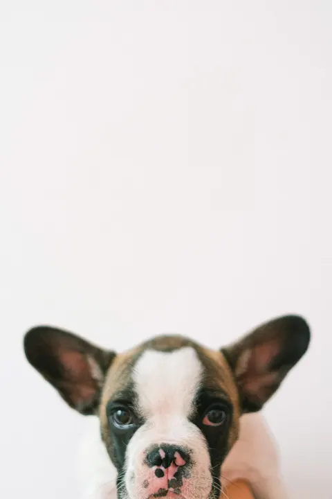 Puppy Phone Wallpaper · pets · 1440×2160