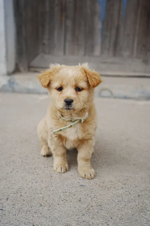 Puppy Phone Wallpaper · pets · 1440×2160