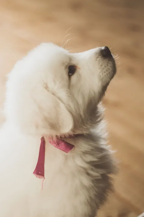 पिल्ला मोबाइल वॉलपेपर · pets · 1440×2166