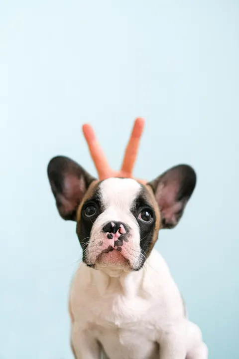 Puppy Phone Wallpaper · pets · 1440×2160