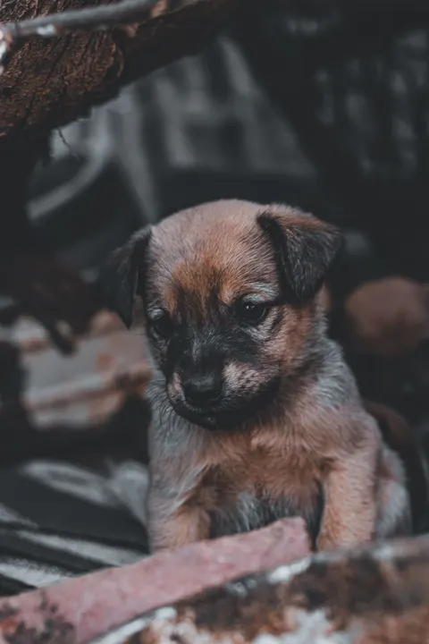 Puppy Phone Wallpaper · pets · 1440×2160