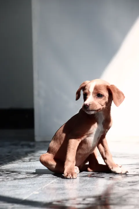 पिल्ला मोबाइल वॉलपेपर · pets · 1440×2159
