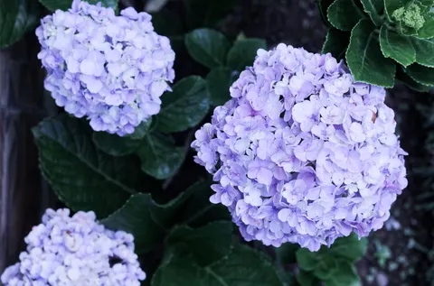 Обои Гортензия 4K · flowers · 3840×2537