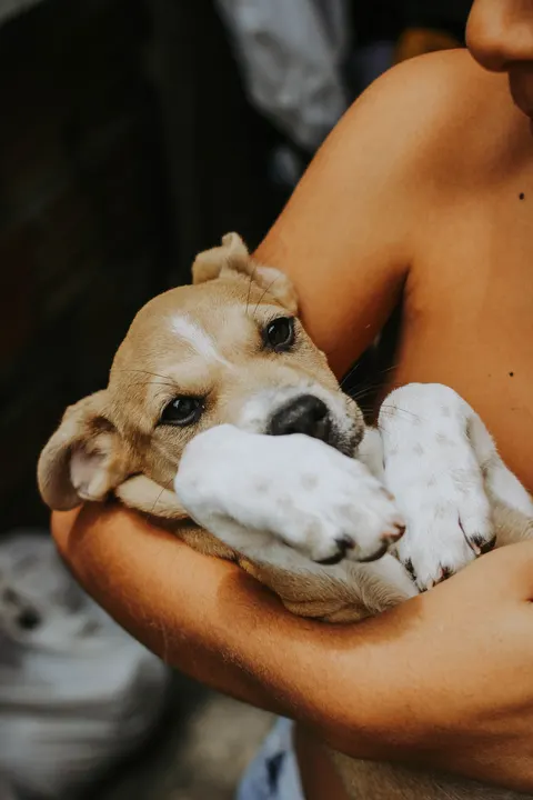 Puppy Phone Wallpaper · pets · 1440×2160