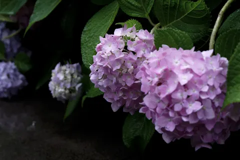 繡球花 4K桌布 · flowers · 3840×2560