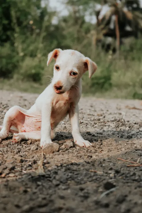 Puppy Phone Wallpaper · pets · 1440×2160