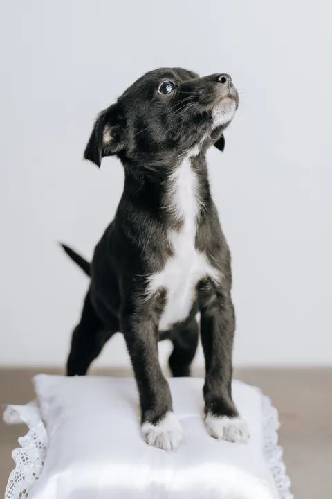 子犬 スマホ壁紙 · pets · 1440×2160