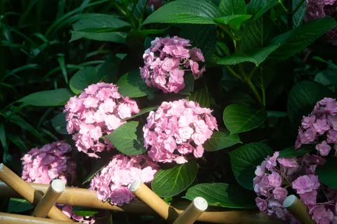 Hydrangea 4K Wallpaper · flowers · 3840×2553