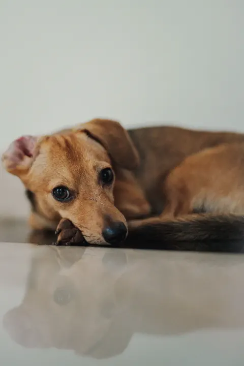 Puppy Phone Wallpaper · pets · 1440×2161