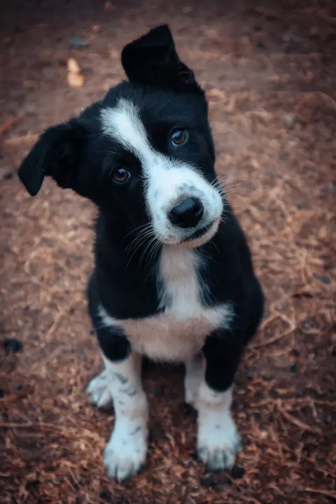 Puppy Phone Wallpaper · pets · 1440×2160