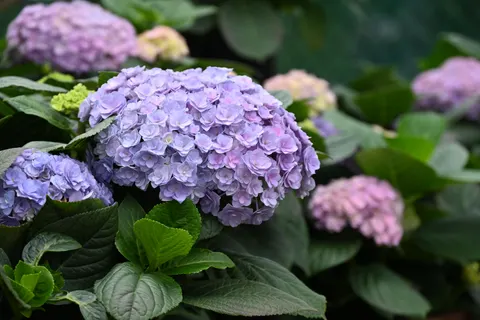 Hydrangea 4K Wallpaper · flowers · 3840×2563