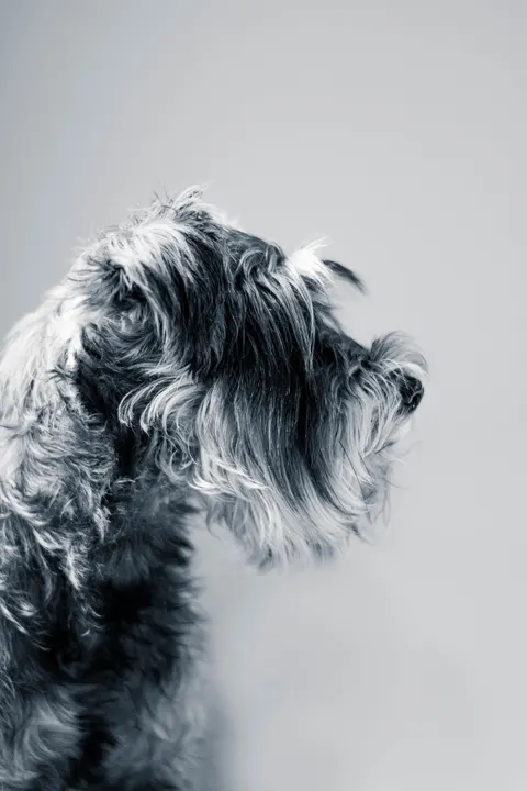 Puppy Phone Wallpaper · pets · 1440×2160