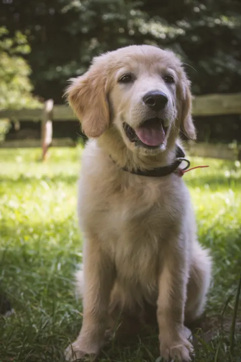Puppy Phone Wallpaper · pets · 1440×2160