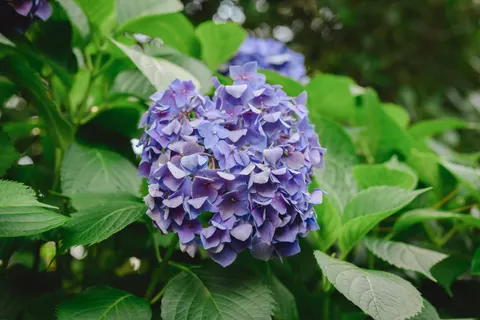 हाइड्रेंजिया 4K वॉलपेपर · flowers · 3840×2563