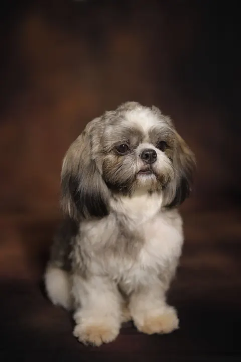 Puppy Telefoon Achtergrond · pets · 1440×2160