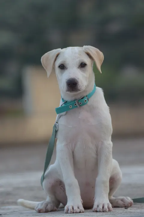 Puppy Phone Wallpaper · pets · 1440×2160