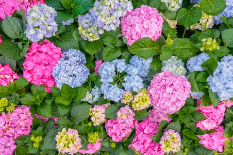 हाइड्रेंजिया 4K वॉलपेपर · flowers · 3840×2560