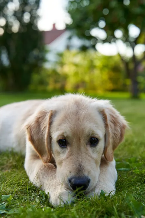 Puppy Phone Wallpaper · pets · 1440×2159