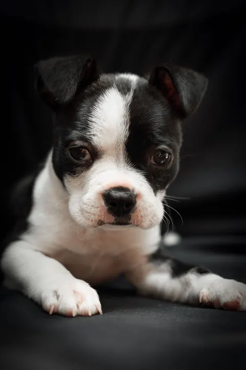 Puppy Phone Wallpaper · pets · 1440×2160