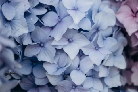 Wallpaper Hortensia 4K · flowers · 3840×2560