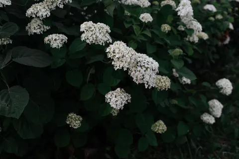 Hydrangea 4K Wallpaper · flowers · 3840×2560