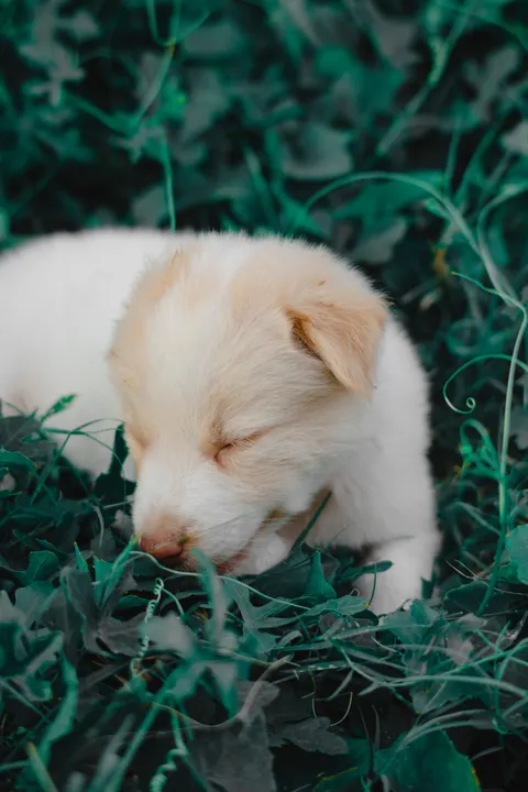 Puppy Phone Wallpaper · pets · 1440×2160