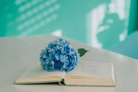 Hortensia 4K-achtergrond · flowers · 3840×2563