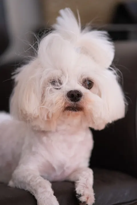 Puppy Phone Wallpaper · pets · 1440×2160