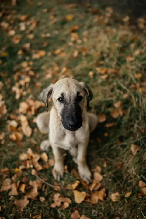 Puppy Phone Wallpaper · pets · 1440×2160