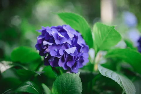 Hydrangea 4K Wallpaper · flowers · 3840×2563