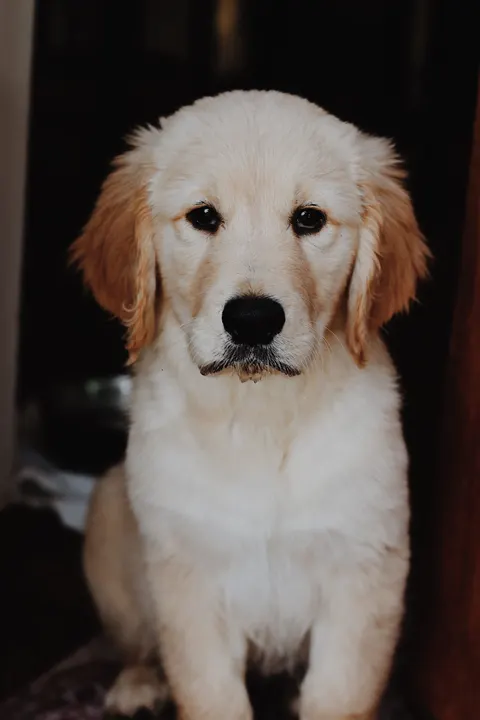 Puppy Phone Wallpaper · pets · 1440×2160