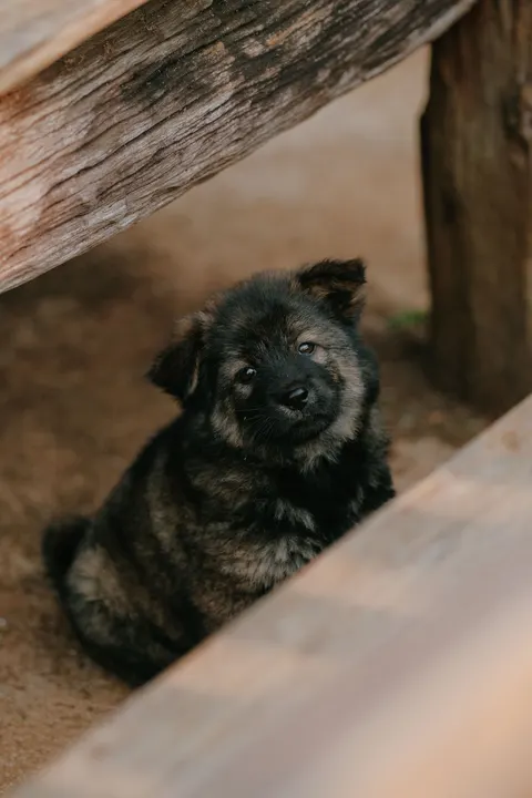 Puppy Phone Wallpaper · pets · 1440×2160