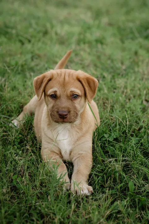 Puppy Phone Wallpaper · pets · 1440×2160